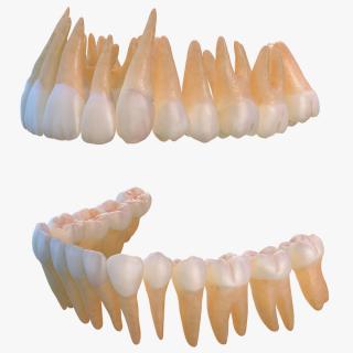 Human Teeths 3D