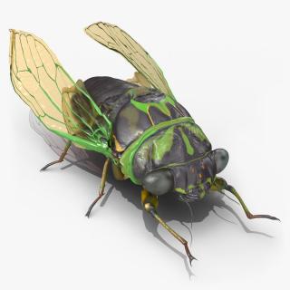 Cicada Rigged for Cinema 4D 3D