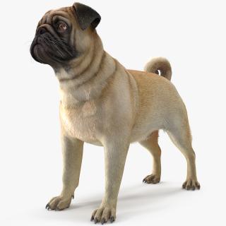 Pug Dog Neutral Pose Fur 3D model