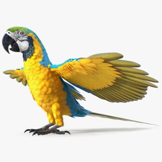 3D Blue and Yellow Macaw Parrot Neutral Pose