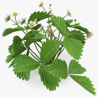 3D Garden Strawberry Plant with Flowers