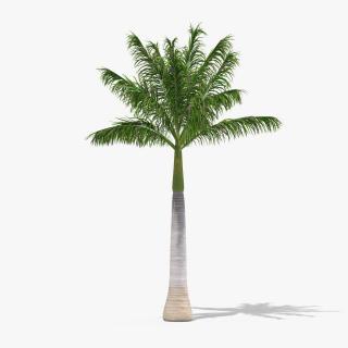 3D model Roystonea Regia Palm