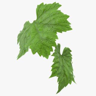 3D Grape Leaves with Dew