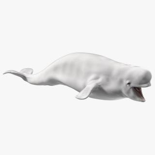 3D Beluga Whale Young model