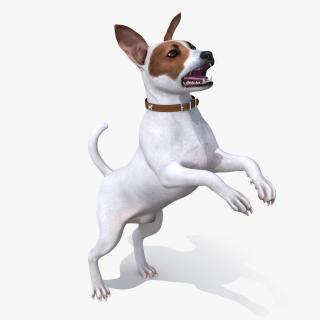 3D Jack Russell Terrier White Rigged model