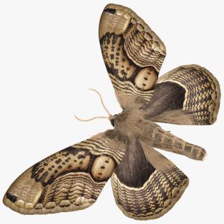 Brahmaea Wallichii Butterfly Fur 3D