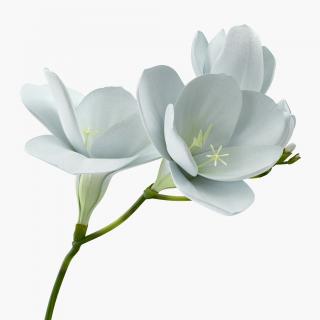 3D model White Freesia Flower