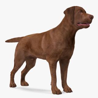 3D model Labrador Dog Brown Rigged