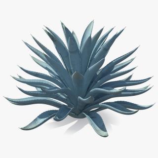 3D Big Agave Tequilana Blue Agave Plant