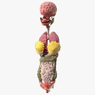 3D Girl Internal Organs Anatomy model