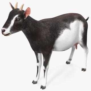 3D Domestic Goat model