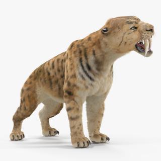 3D Saber Tooth Tiger Growls Pose with Fur model