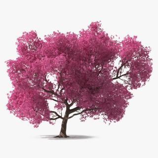 3D Pink Trumpet Tree Big