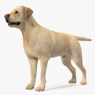 3D model Labrador Dog White Rigged