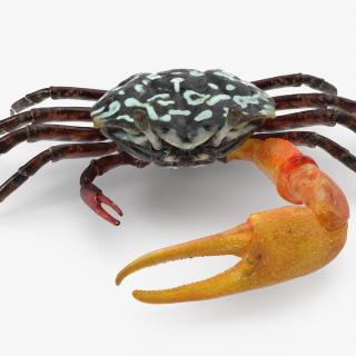 Fiddler Crab 3D