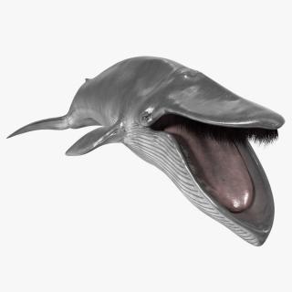 Blue Whale Fur 3D model