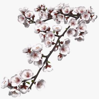 Cherry Branch with White Flowers 3D
