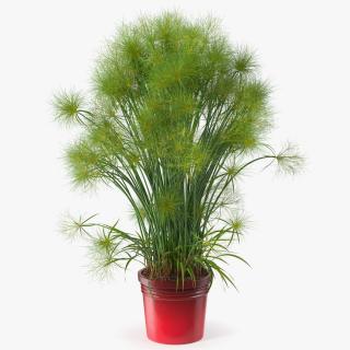 Papyrus Plant Pot 3D