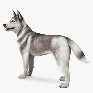 3D Siberian Husky Gray Standing Pose model