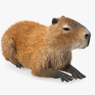 3D Capybara Lying Pose Fur model