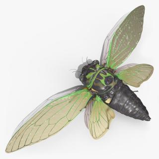 3D model Cicada