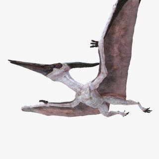 3D Pterosaur Pteranodon White Flying Pose model