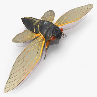 3D Pharaoh Cicada Fur model