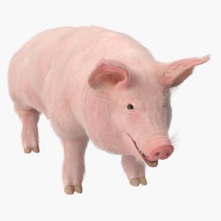Pig Sow Landrace Rigged with Fur 3D
