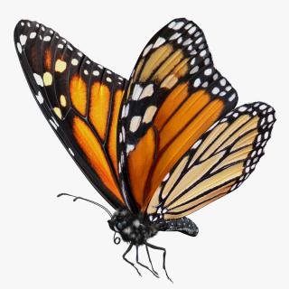 Monarch Butterfly Rigged 3D model | 3D Molier International