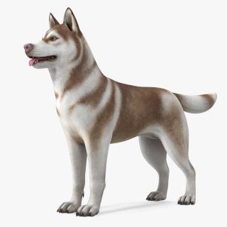 3D Husky Dog Copper and White Coat Rigged model
