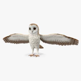 3D model Common Barn Owl
