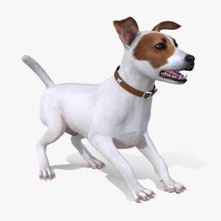 White Jack Russell Terrier Fur Rigged 3D
