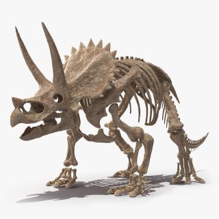 Triceratops Skeleton Fossil 3D