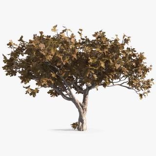 3D model Fig Tree Autumn