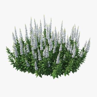 3D model Blooming Meadow Sage Snow Will