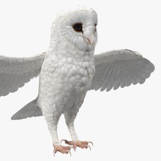 3D White Common Barn Owl