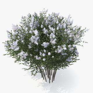 Crepe Myrtle Tree 3D