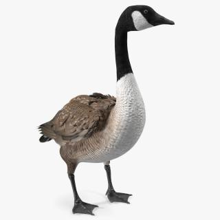 Canada Goose Rigged 3D model