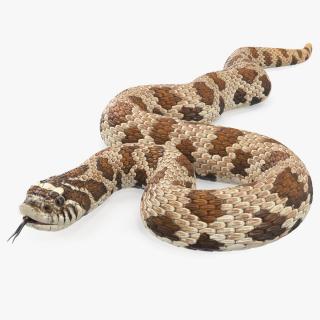 3D Brown Hognose Snake Coiled Pose