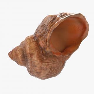 Sea Shell 3D model
