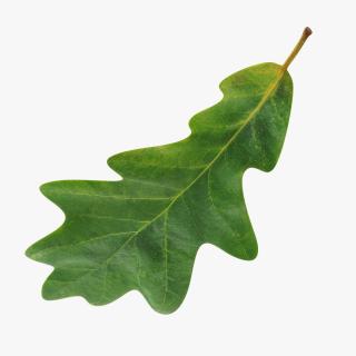 3D model Oak Leaf
