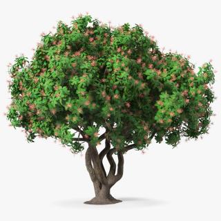 3D Rhododendron Foliage with Twigs