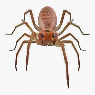3D Camel Spider Rigged with Fur model