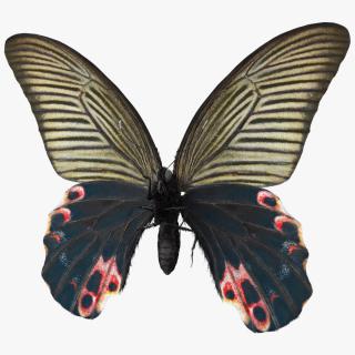 Papilio Protenor Butterfly Female Fur 3D