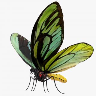 3D model Queen Alexandras Birdwing Butterfly