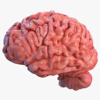 Human Brain Left Hemisphere 3D