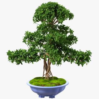 3D Green Bonsai Tree in Pot Fur model