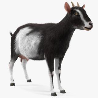 Domestic Goat Rigged Fur 3D model