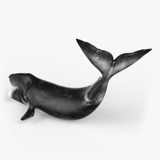 Swimming Bowhead Whale 3D