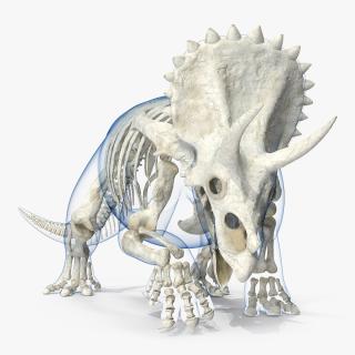 Triceratops Skeleton with Transparent Skin Rigged 3D model